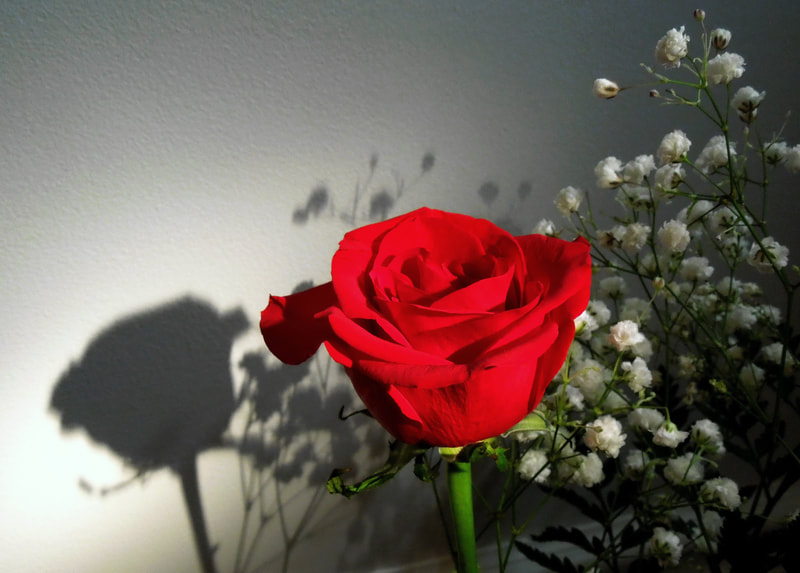 Single red rose in the morning sunshine